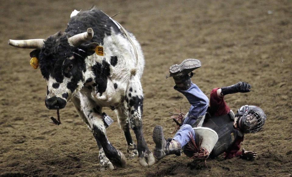 Ryan Grace falls in the mini bull riding competition at the 108th National Western Stock Show in Denver