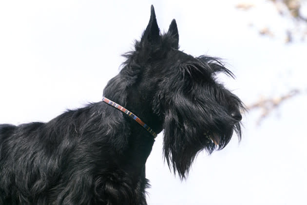 Scottish Terrier — Aloof but Family Friendly