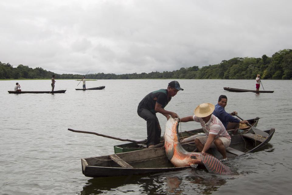 Villagers from the Porto Novo community load into their canoes arapaima or pirarucu, the largest freshwater fish species in South America and one of the largest in the world, while fishing in Poco Fundo lake along a branch of the Solimoes river, one of the main tributaries of the Amazon, in the Mamiraua nature reserve near Fonte Boa about 600 km (373 miles) west of Manaus, November 26, 2013. Catching the arapaima, a fish that is sought after for its meat and is considered by biologists to be a living fossil, is only allowed once a year by Brazil's environmental protection agency. The minimum size allowed for a fisherman to keep an arapaima is 1.5 meters (4.9 feet). Picture taken November 26, 2013. REUTERS/Bruno Kelly (BRAZIL - Tags: ENVIRONMENT SOCIETY ANIMALS) ATTENTION EDITORS: PICTURE 09 OF 22 FOR PACKAGE 'FISHING FOR BRAZIL'S FOSSILS'. TO FIND ALL IMAGES SEARCH 'ARAPAIMA KELLY'