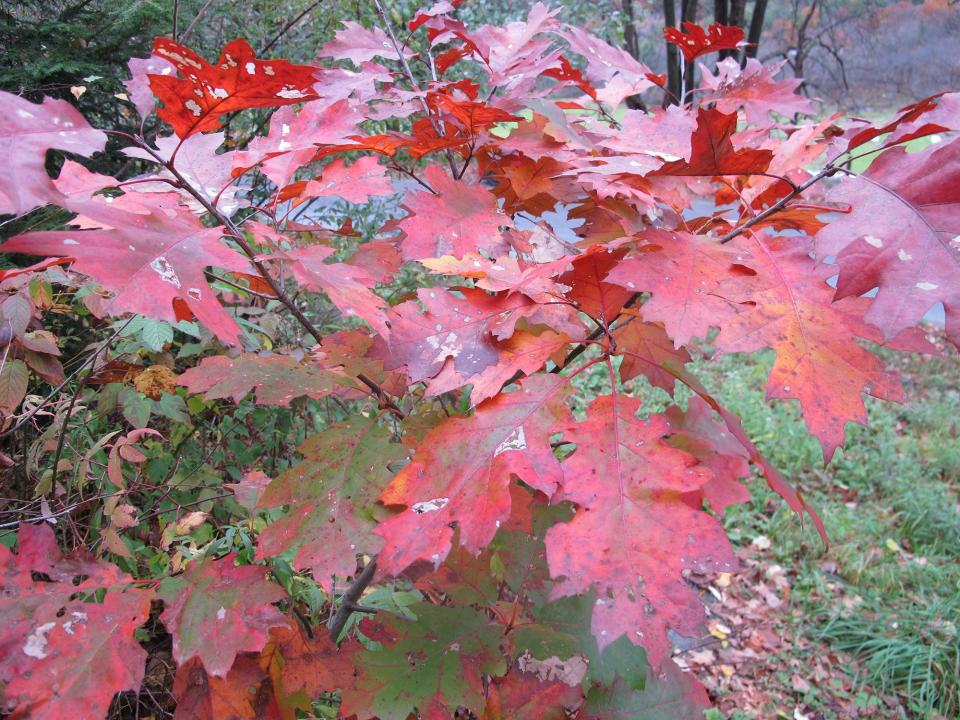 Oak trees are not only pretty for us, but also food for caterpillars and wildlife.