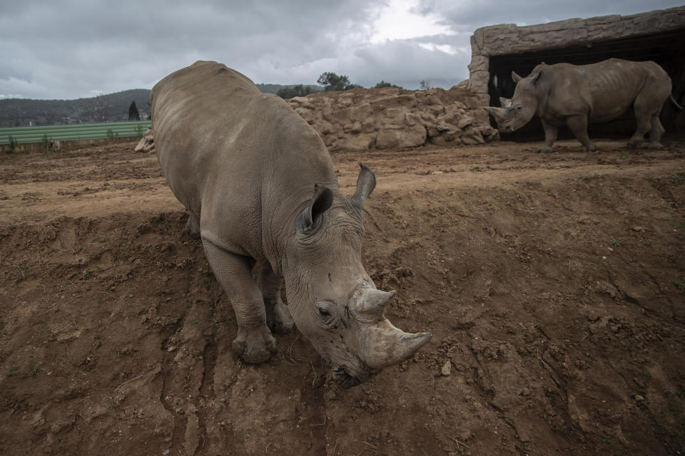 Two rhinos walk in their enclosure in the Attica Zoological Park in Spata, near Athens, on Tuesday, Jan. 26, 2021. After almost three months of closure due to COVID-19, Greece's only zoo could be approaching extinction: With no paying visitors or state aid big enough for its very particular needs, it still faces huge bills to keep 2,000 animals fed and healthy. (AP Photo/Petros Giannakouris)