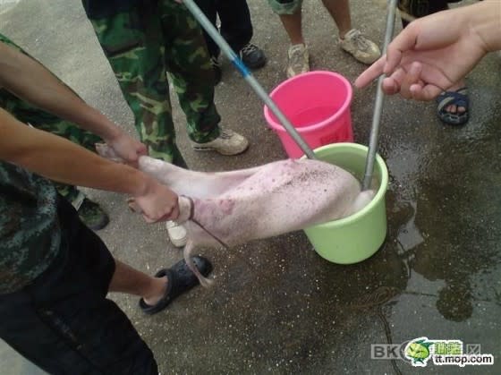 Pig drowned in a bucket of water. (ChinaSmack)