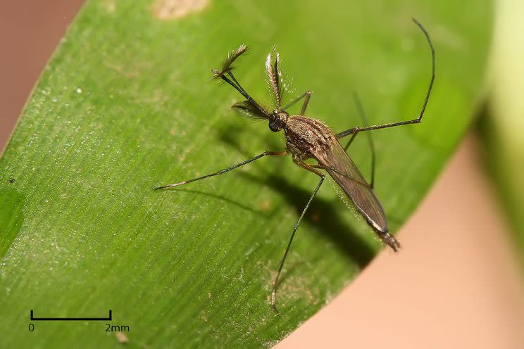 Un mosquito del género Culex, con amplia presencia en climas templados de EEUU, transmite enfermedades como el virus del Nilo Occidental y el menos conocido Oropouche. (Wikimedia)