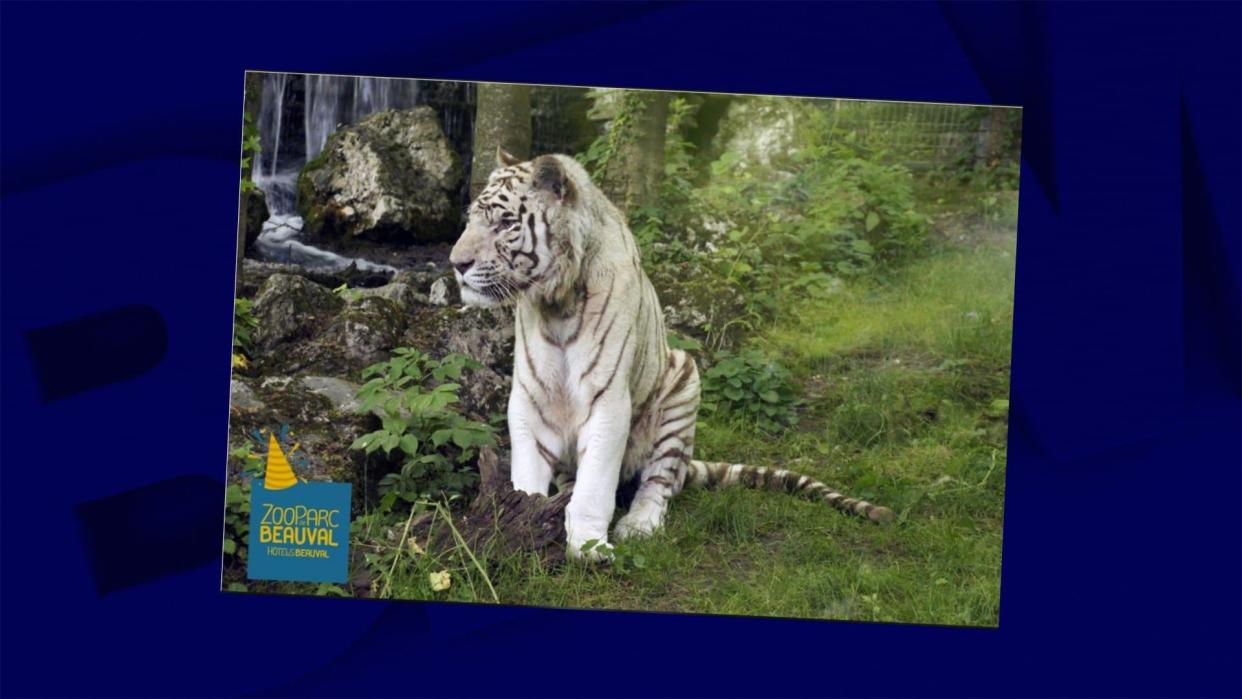 Le tigre blanc était sous traitement depuis 2015. - Capture d'écran - ZooParc de Beauval 