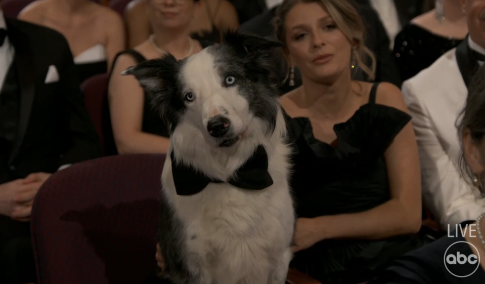 Dog wearing a bow tie sitting beside a woman at an event
