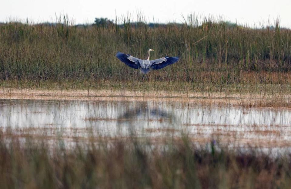 A great blue heron in the sawgrass of the Everglades north of the Tamiami Trail on Feb. 24, 2023. (Mike Stocker/South Florida Sun Sentinel/TNS)