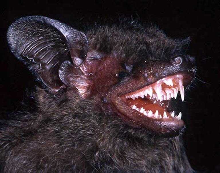 An undated handout picture released in Hanoi on May 27, 2015 by the World Wildlife Fund (WWF) shows a long-fanged bat, Hypsugo dolichodon