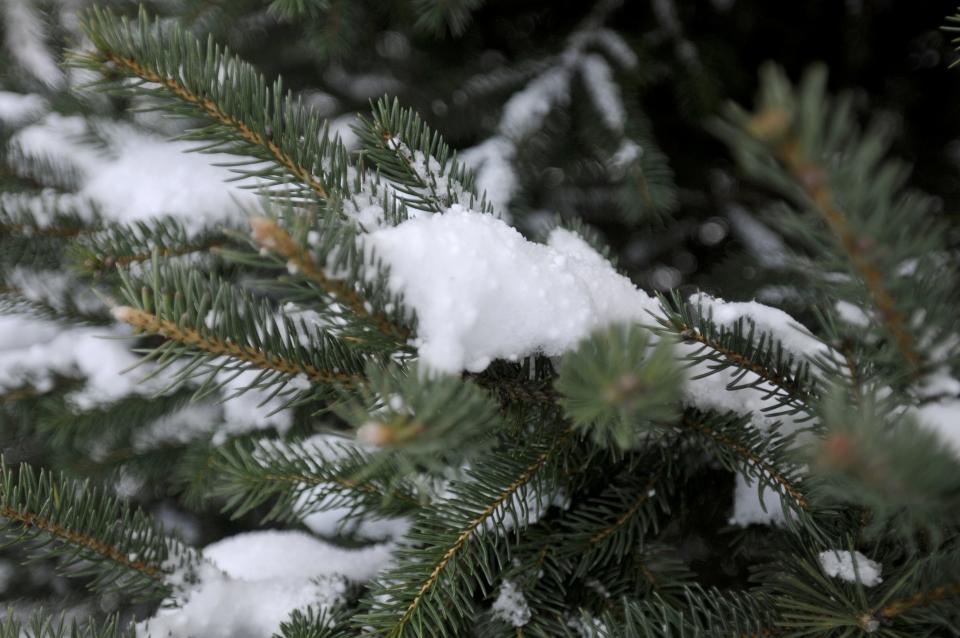 Snow collecting on a Christmas tree branch at Buttenschon Christmas Tree Farm in Marcy.