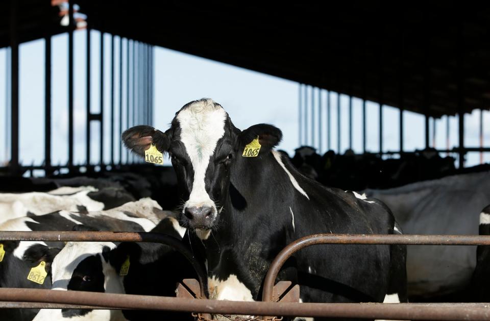 Cows are seen at a dairy in California (AP)