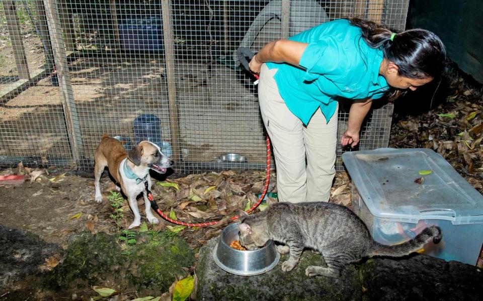 <p>Duke and Dorian, both recently rescued strays, get fed for the day. Dorian wandered up after Hurricane Dorian passed through the island. Duke is up for adoption and will soon be transferred to a partner shelter in Las Vegas. Hurricane Maria destroyed the resort's dog shelter, but they will reopen a brand new shelter at the end of November.</p>