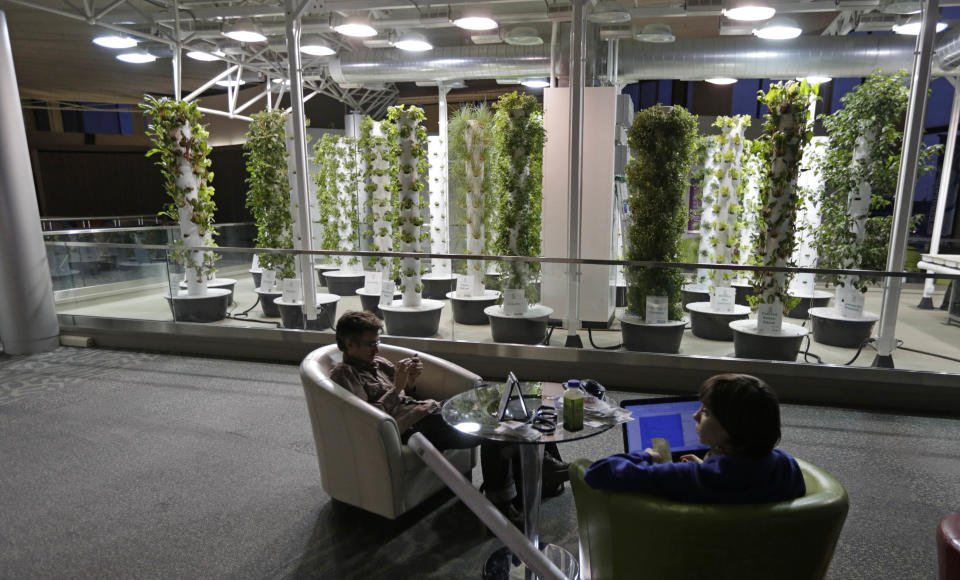In this photo taken Tuesday, Dec. 18, 2012, at O'Hare International Airport in Chicago, travelers David Janesko and Tess Menotti relax between flights next to O'Hare's Urban Garden where fresh herbs are grown and used in airport restaurants. Getting stranded at an airport once meant camping on the floor and enduring hours of boredom in a kind of travel purgatory with nothing to eat but fast food. Tough economic times are helping drive airports to make amends and transform terminals with a bit of bliss: spas, yoga studios, luxury shopping and restaurant menus crafted by celebrity chefs. (AP Photo/M. Spencer Green)