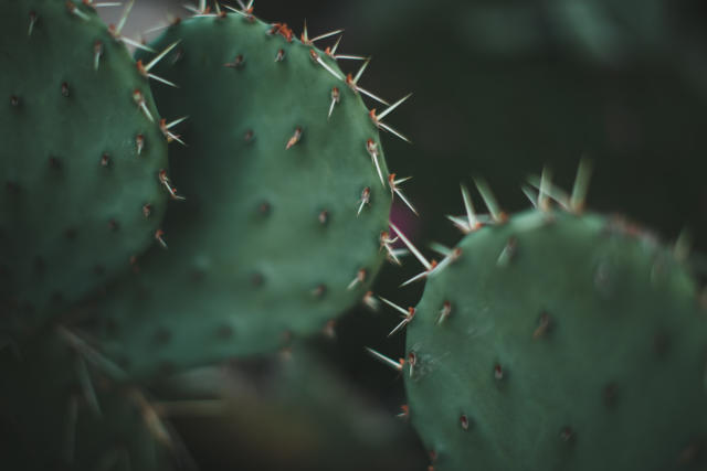 Por qué deberías estar comiendo nopales?, Delicioso