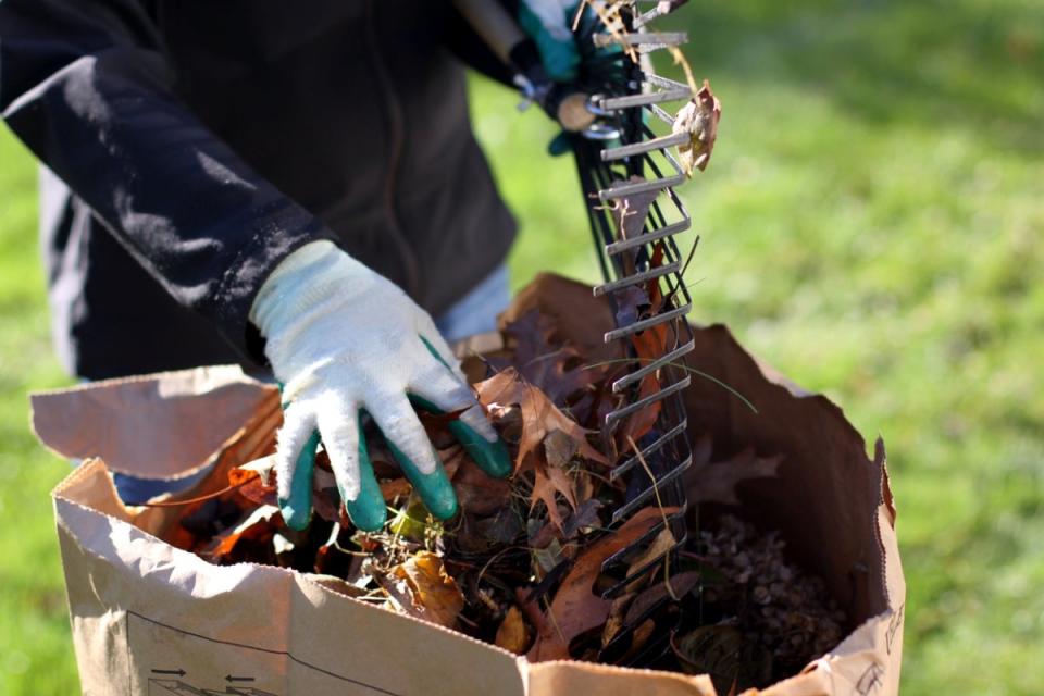Wearing gardening gloves makes the job of removing leaves from rakes more comfortable. 