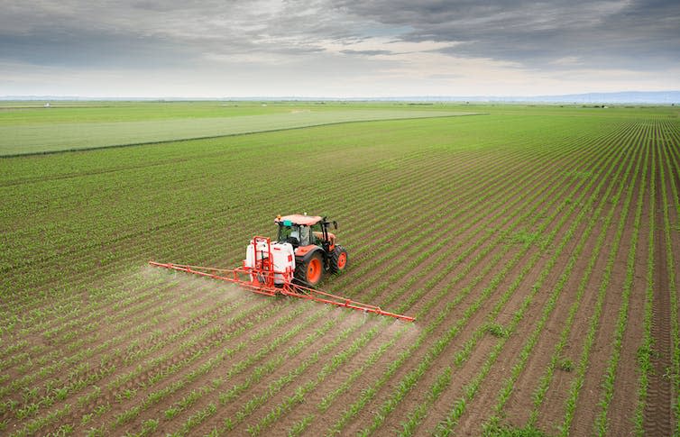 A tractor spraying pesticides on a corn field.