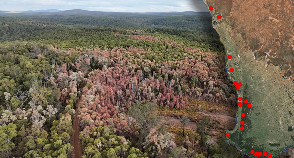 Anger as 'great browning' spreads along 1,000km of Australian coast