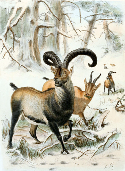 The Pyrenean Ibex