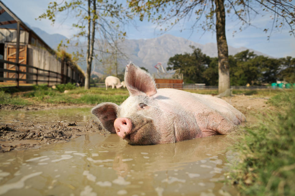 Pigcasso, a rescued pig, cools down in a mud bath after painting at the Farm Sanctuary in Franschhoek, outside Cape Town, South Africa. (Photo: Sumaya Hisham/Reuters)