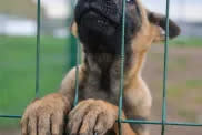 Belgian Malinois puppy climbing on fence