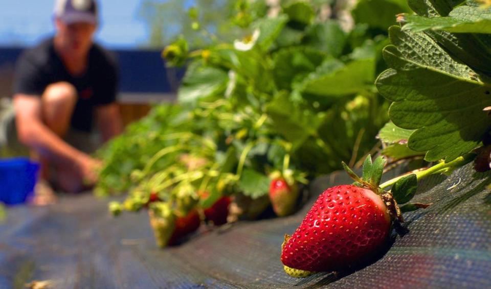 Keith Sims of MercyMed Farm in Columbus, GA picks strawberries Friday afternoon. Sims has been delivering fresh and free produce via bicycle to several neighborhoods surrounding MercyMed of Columbus where residents struggle with many issues, including food insecurity.