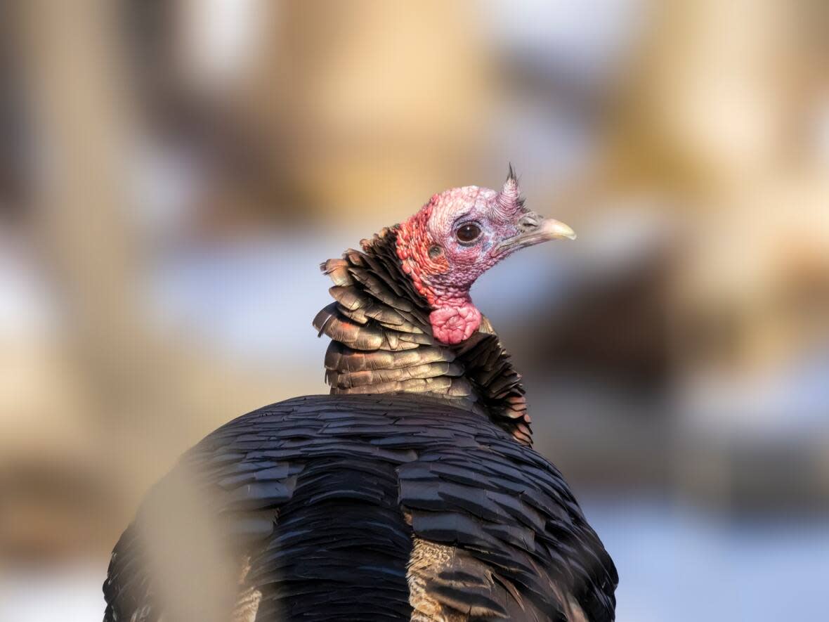 A turkey in Montreal's Technoparc, located in the borough of St-Laurent. It's a favourite spot for those who love bird photography, like Ashutosh Jena, who snapped this picture. (Submitted by Ashutosh Jena - image credit)