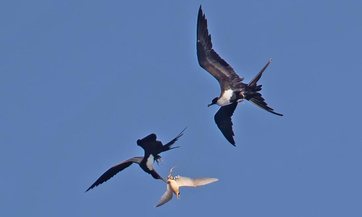 <span>Great frigatebirds harass a white-tailed tropicbird on Christmas Island. Conservationists fear the arrival in Australia of the H5N1 strain of bird flu known as 2.3.4.4b would have grave consequences for wildlife.</span><span>Photograph: Claire Greenwell</span>