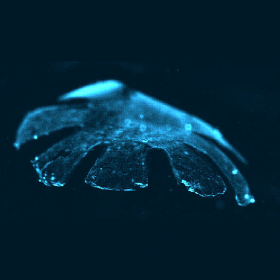 A bioengineered jellyfish mimic swims in ocean-like saltwater. Researchers reported the creation of these mimic July 22, 2012 in the journal Nature Biotechnology.