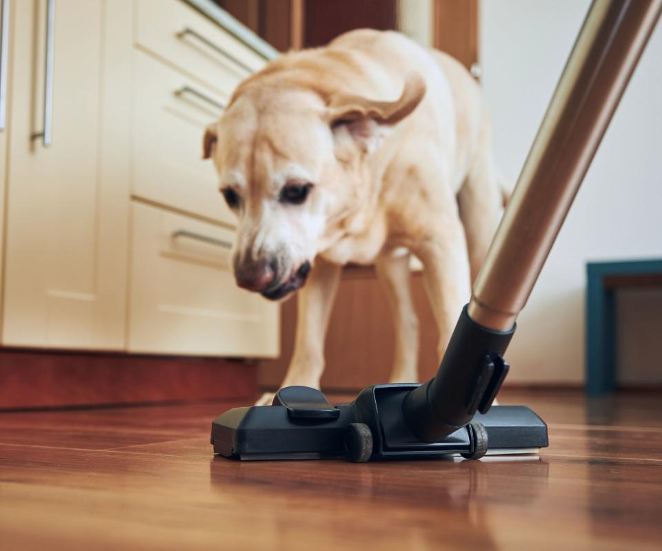 A dog with a vacuum