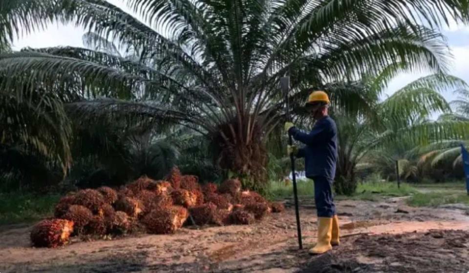 Palmicultores en Colombia cuentan sus historias. Imagen: Fedepalma.