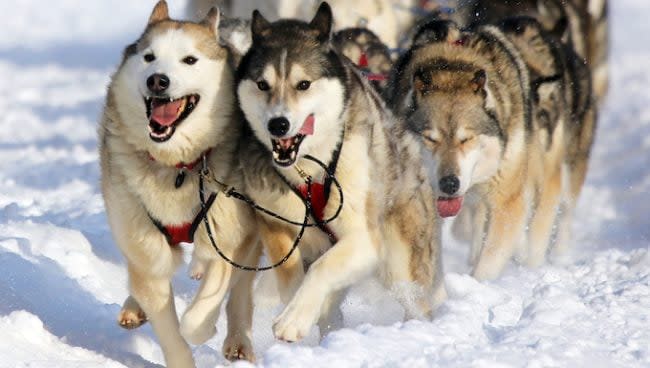 sled dog racing