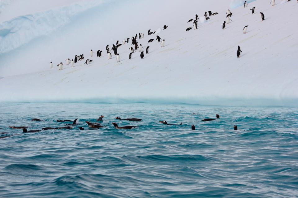 The Paravel-designer shares Antarctic travel diary.