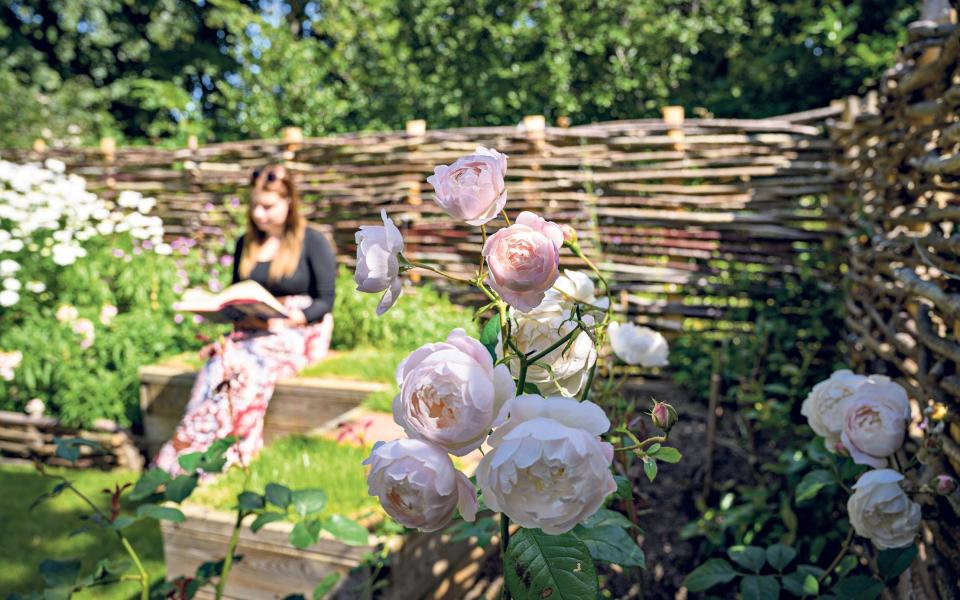 The garden snug with rose ‘Desdemona’ in the foreground - Chris Davies