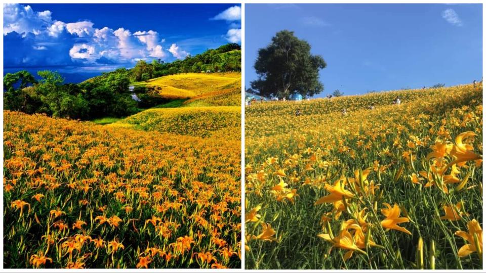 黃澄澄的金針花海美景（圖片來源：花東縱谷國家風景區、桃園百吉休閒農業發展協會體驗園區）