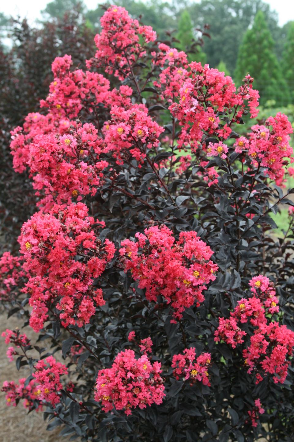 Midnight Magic, a kind of container-friendly crepe myrtle.