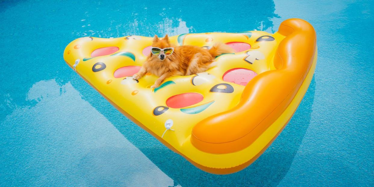 vacation dog in swimming pool, cute dog floating on pool float, summer dog having fun