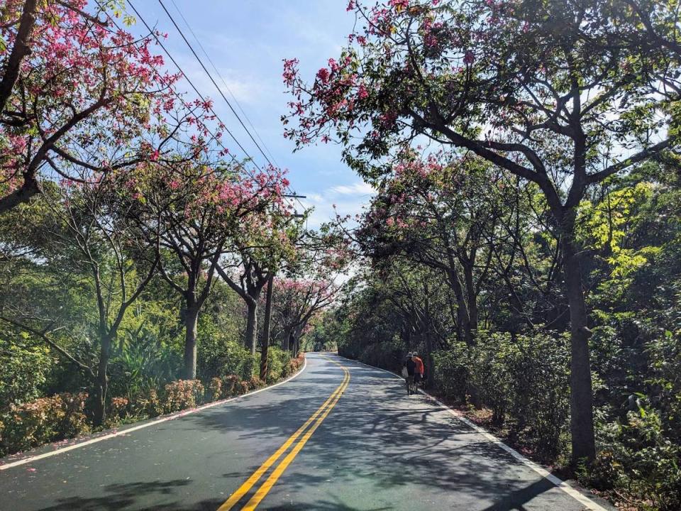 淡水區奎柔山路美人樹（圖片來源：新北市政府綠美化環境景觀處）