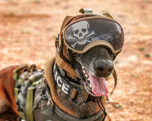 A military working dog wearing the CAPS with goggles