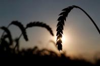 FILE PHOTO: Ears of wheat are seen in a field in Kyiv region