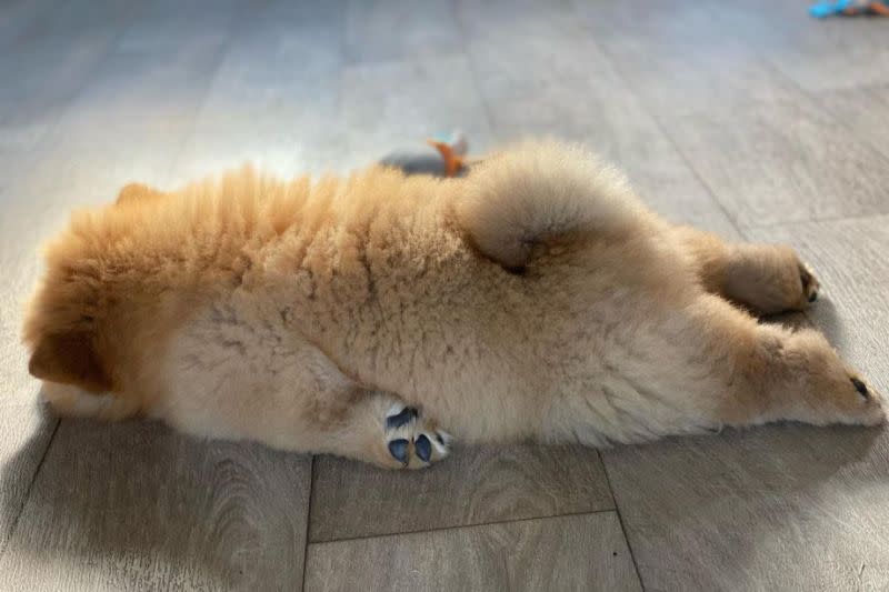 ▲只想好好睡覺，鬆獅犬地板上大融化，網友笑：「是假日的我」。（圖／Instagram：kota_thechow） 