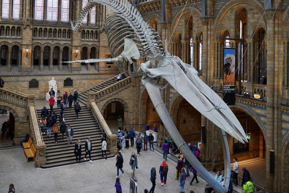 Natural History Museum, Museum of the Year finalist (Janie Airey/ Art Fund/PA) (PA)