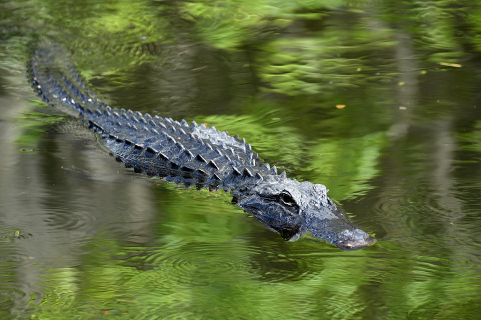 Ein Alligator im US-Bundesstaat Florida