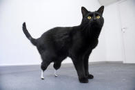 Oscar the cat, which had its hind legs severed by a combine harvester, stands in this undated handout. Two-year-old Oscar can walk again after being fitted with prosthetic limbs in a world-first operation. Oscar was given a pair of artificial limbs by veterinary surgeon Noel Fitzpatrick, using a technique developed by a University College London team. REUTERS/Handout