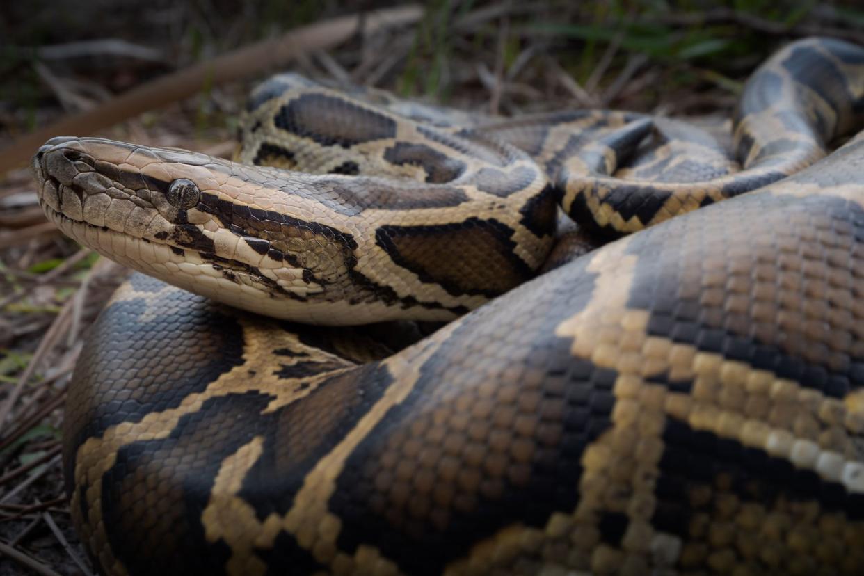 Scientists Say the Food of the Future May Be…Farmed Pythons? photo