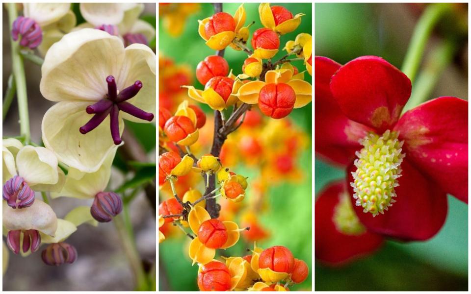 Chocolate vine, Akebia quinatas; Oriental bittersweet, Celastrus orbiculatus; Chinese magnolia vine, Schisandra rubriflora - Alamy