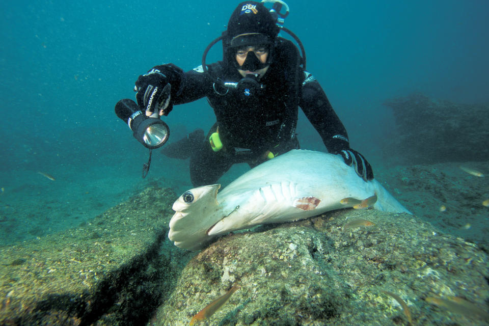 A finned hammerhead shark. (Mark Conlin / Universal Images Group via Getty Images file)