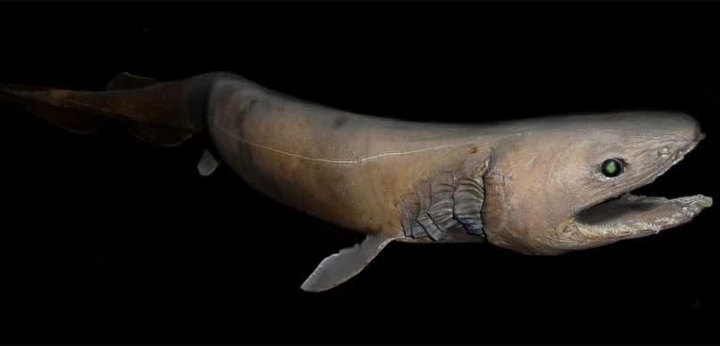 皺鰓鯊，牠擁有300多顆牙齒，長約1.5公尺，乍看猶如一條蛇。（圖／翻攝自維基百科）