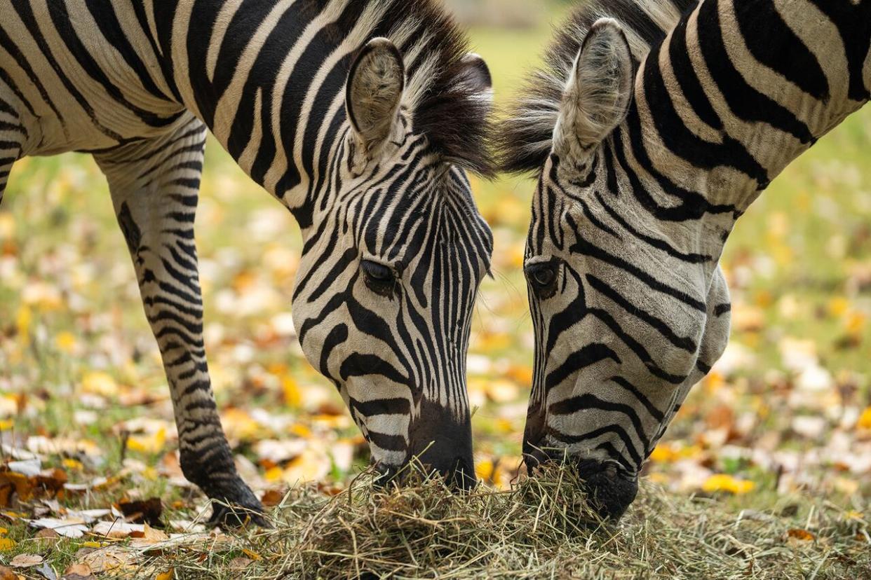 Two of the five zebras at Forestry Farm Park and Zoo had to be moved to New Brunswick because they formed a clique and didn't get along with the rest of the herd, the zoo said. (Saskatoon Forestry Farm Park and Zoo - image credit)