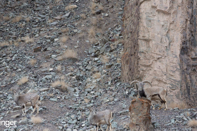 El leopardo escondido.