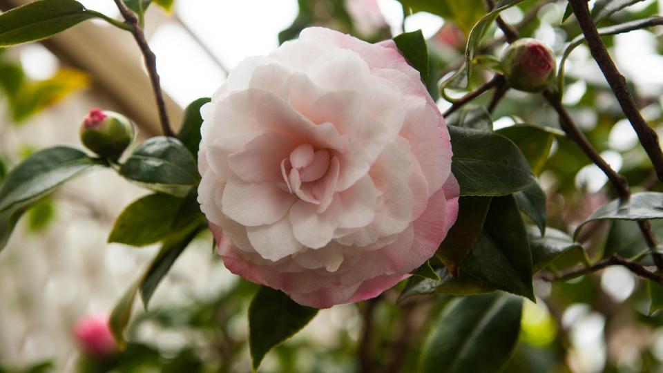 a beautiful pink and white camellia japonica blossom