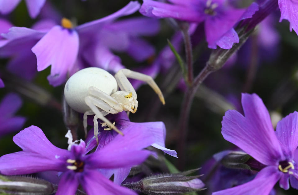 Gemini: You’re the Crab Spider