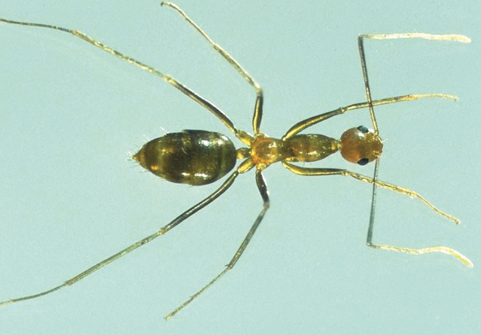 The government is spending $9.2 million on killing yellow crazy ants in Queensland. Source: Department of Agriculture and Fisheries Biosecurity Queensland